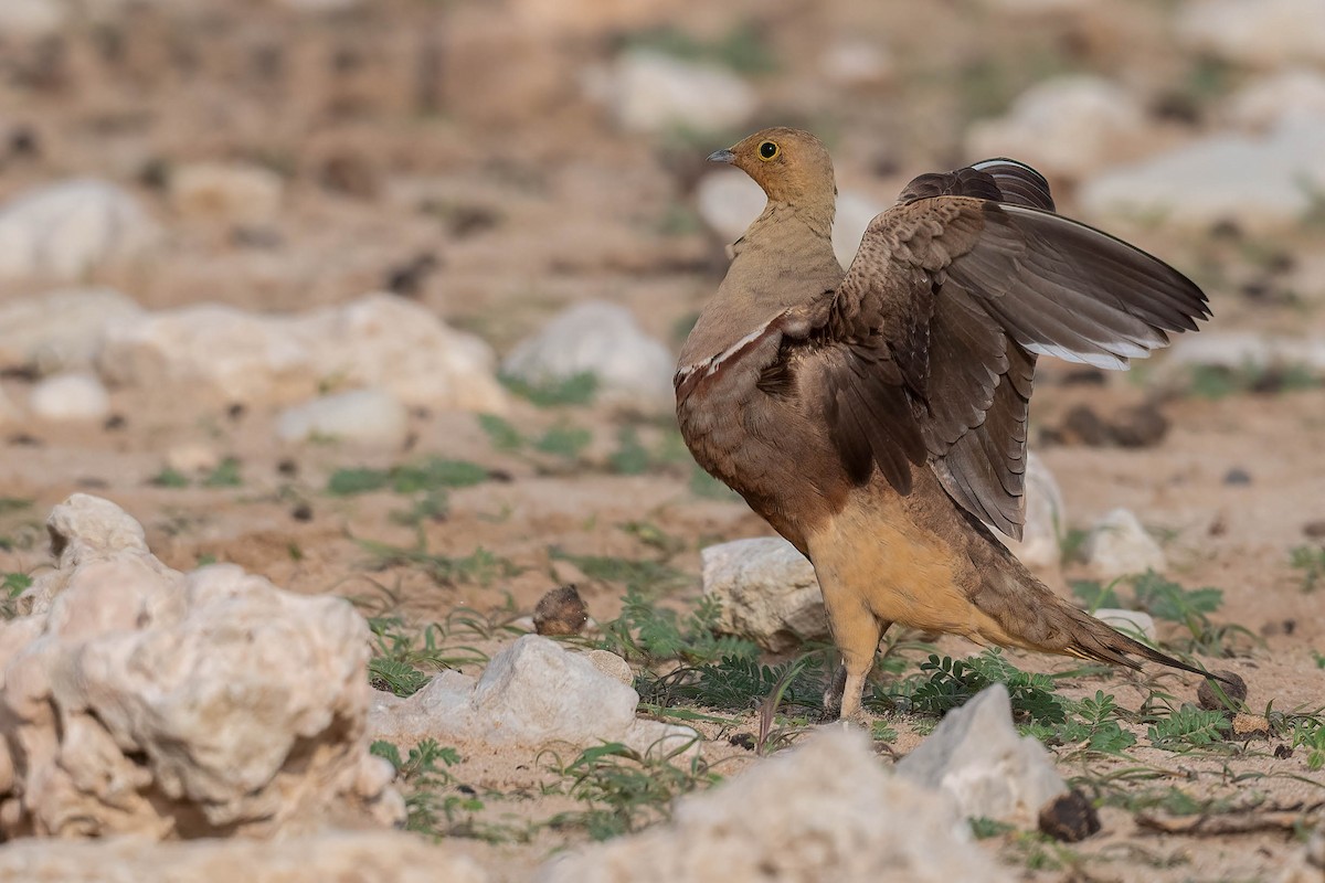 Namaqua Sandgrouse - Terence Alexander