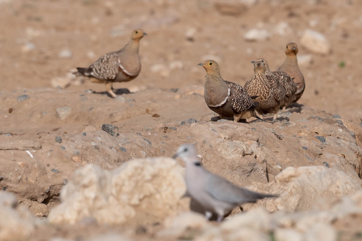 Ring-necked Dove - Terence Alexander