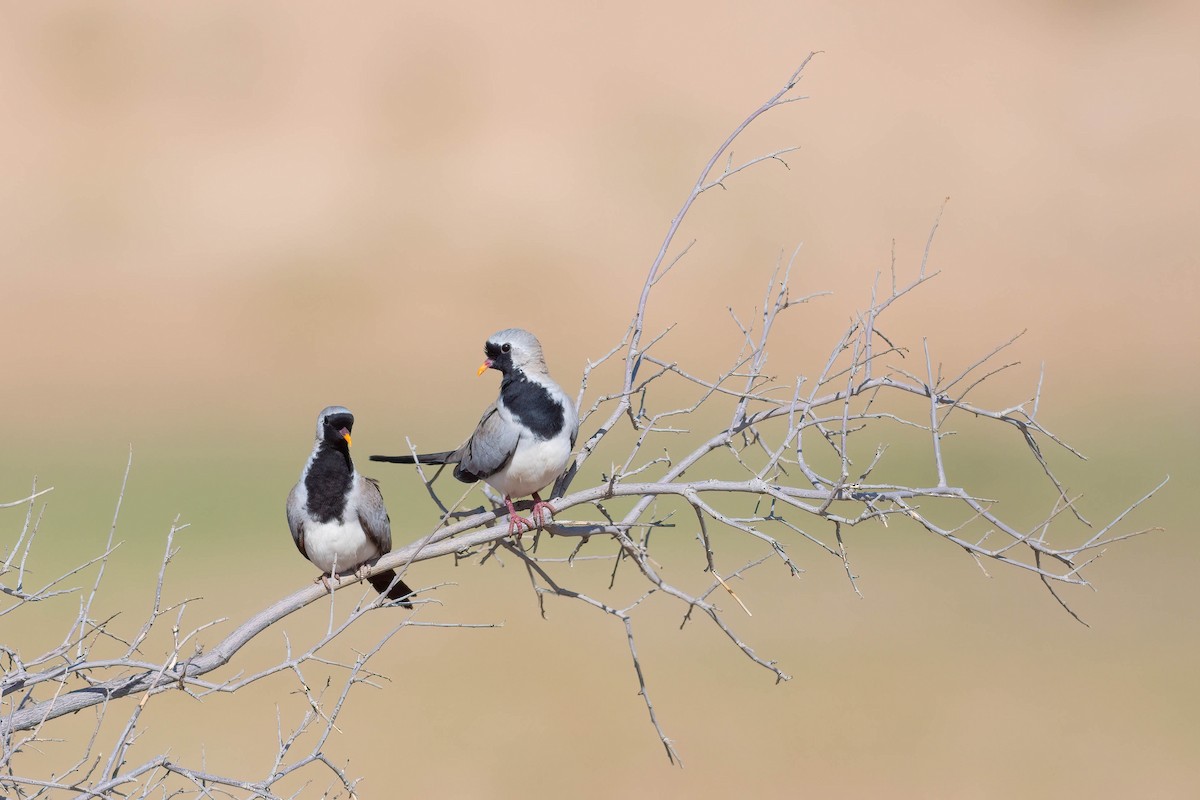 Namaqua Dove - Terence Alexander