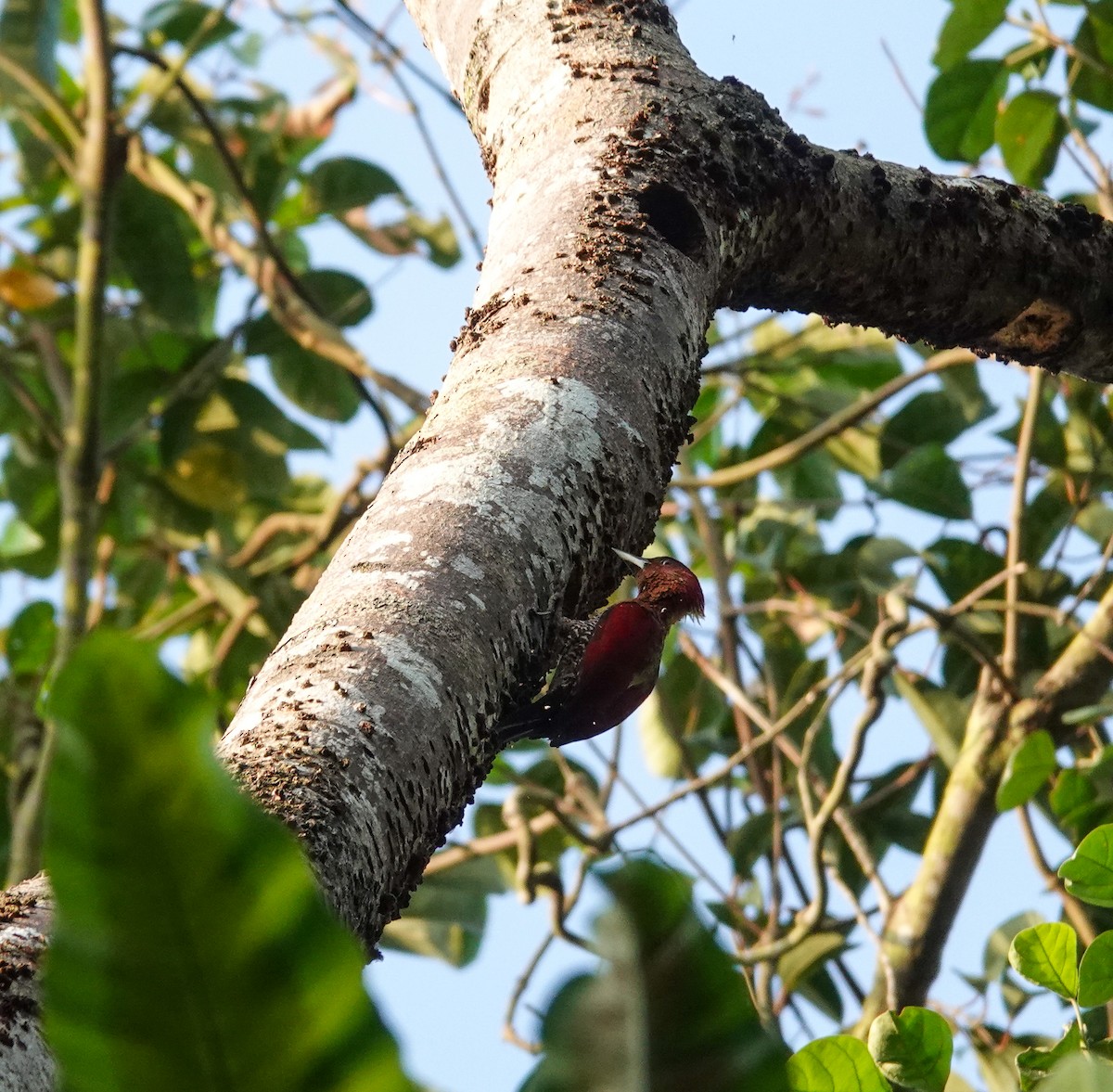 Banded Woodpecker - ML616097972