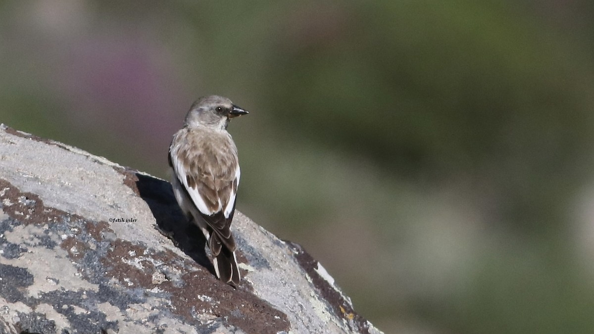 White-winged Snowfinch - ML616097978