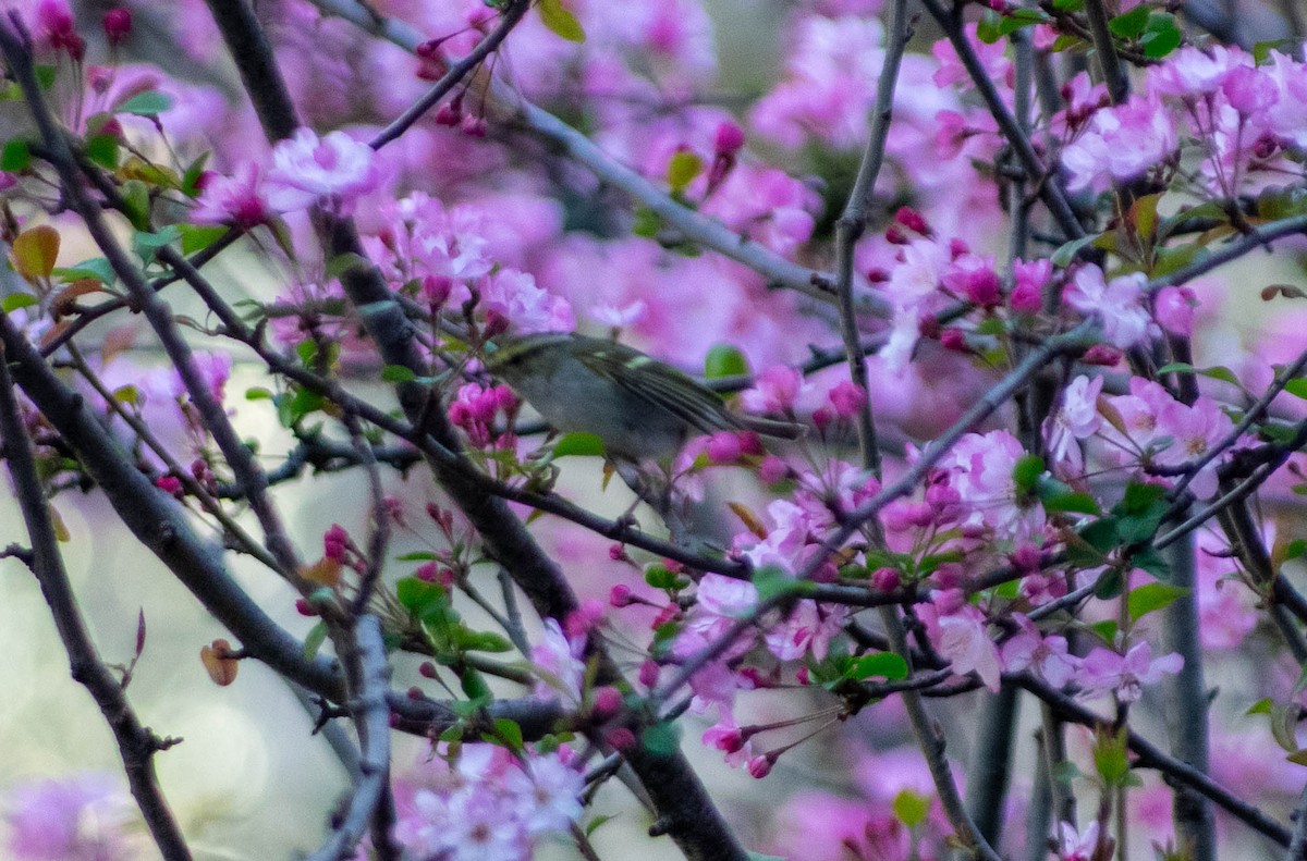 Pallas's Leaf Warbler - ML616097979