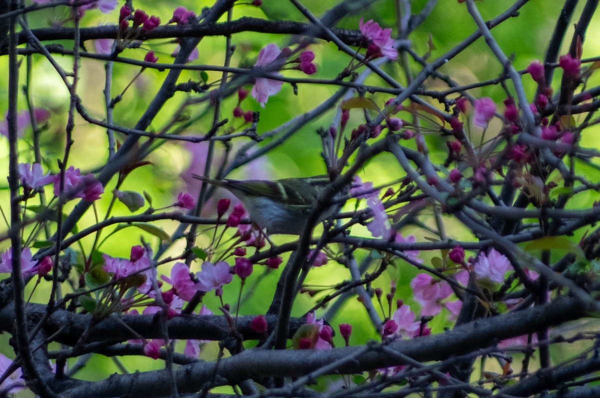 Pallas's Leaf Warbler - Arvid Törnblom