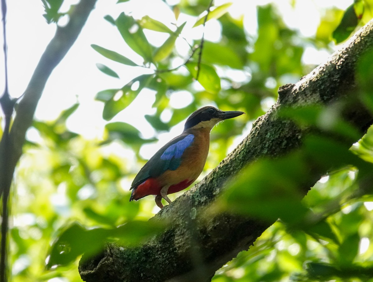 Mangrove Pitta - ML616097995