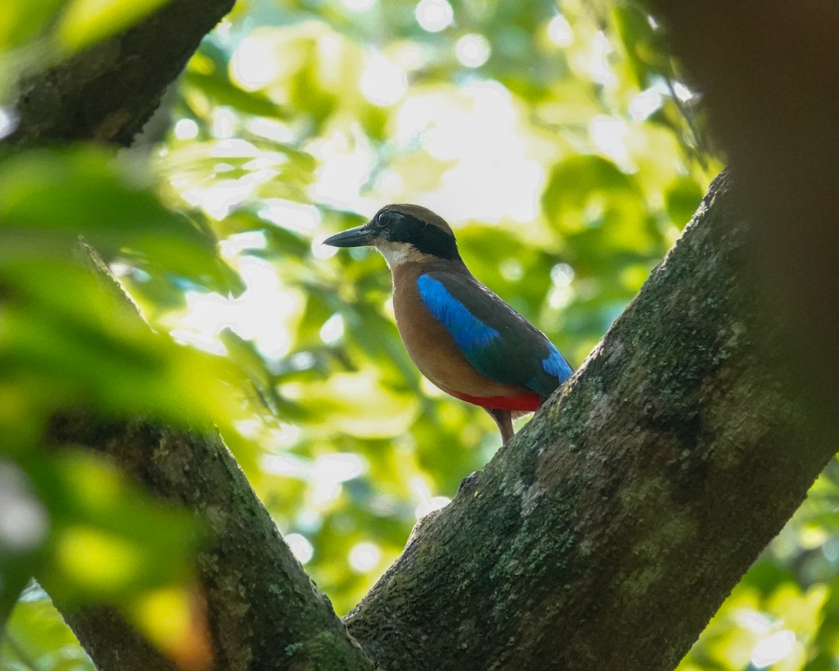 Mangrove Pitta - ML616097996