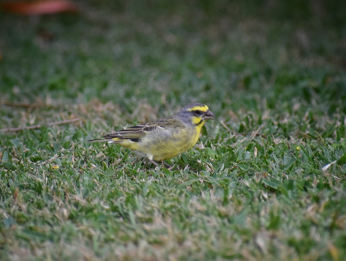 Yellow-fronted Canary - ML616097998