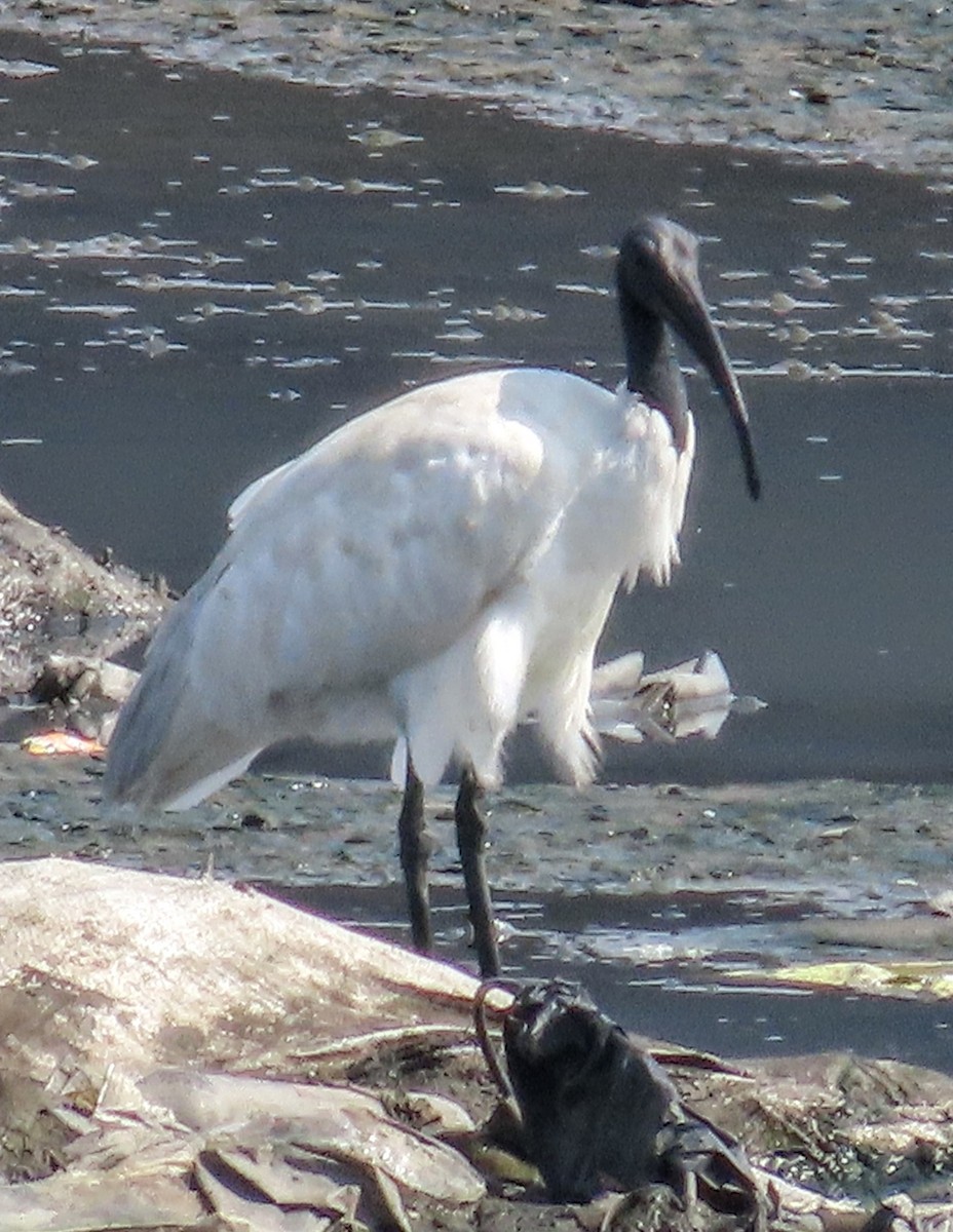 ibis černohlavý - ML616098018