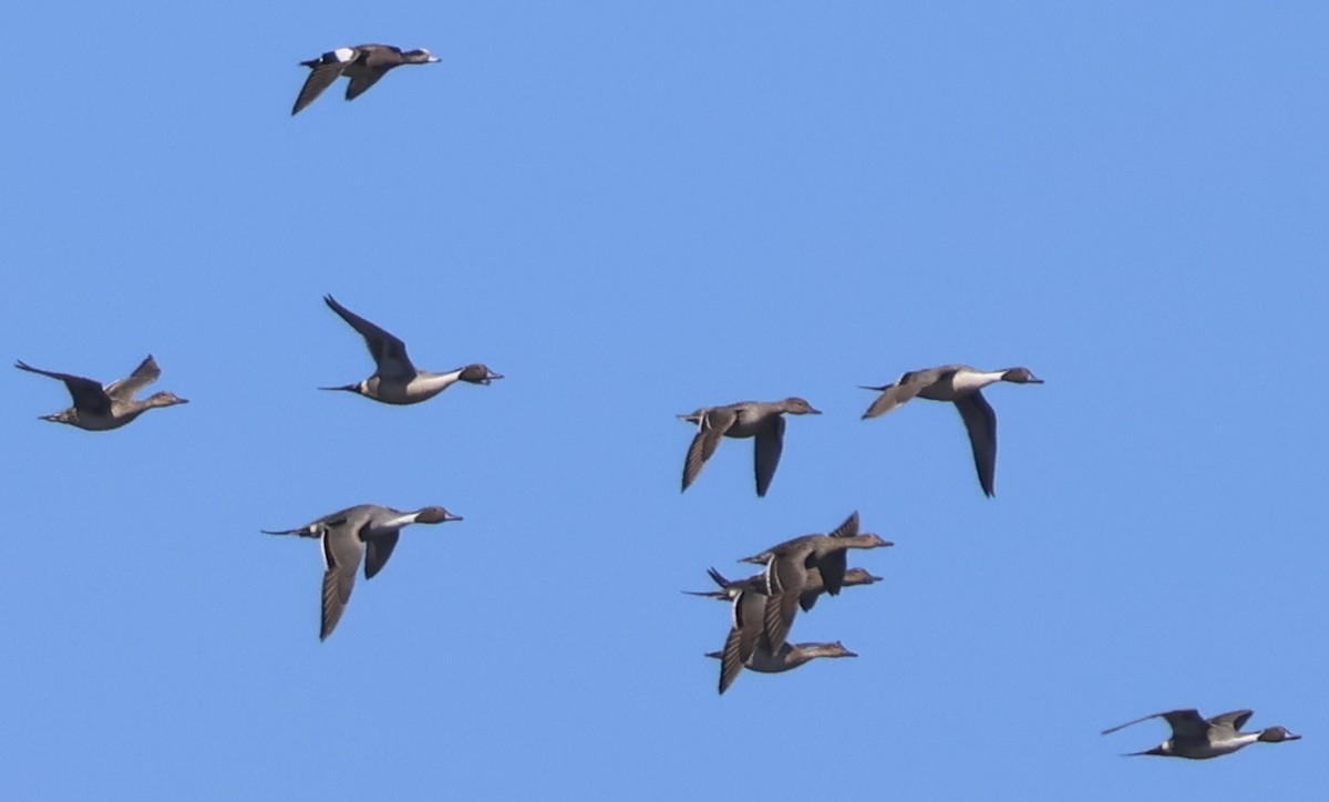 Northern Pintail - ML616098035