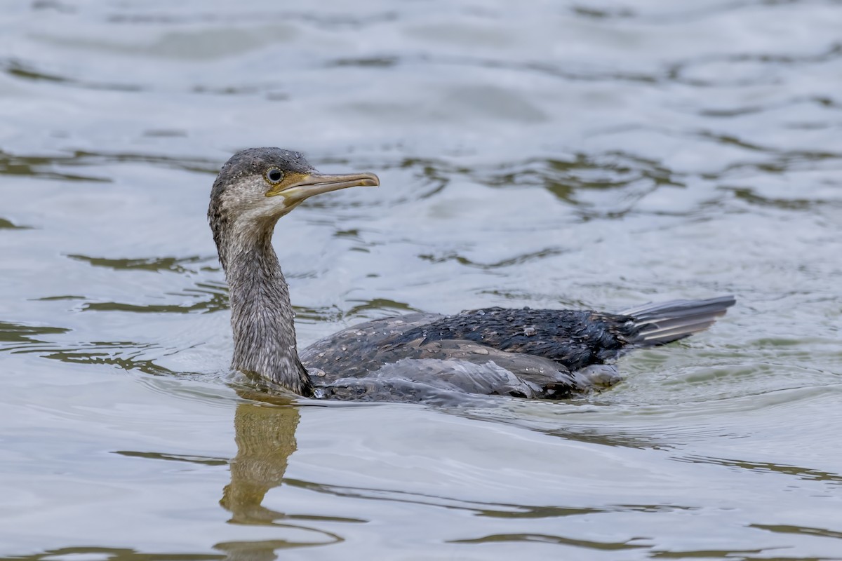 Spotted Shag - ML616098065