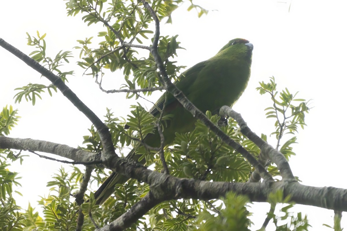 Yellow-crowned Parakeet - Shifaan Thowfeequ