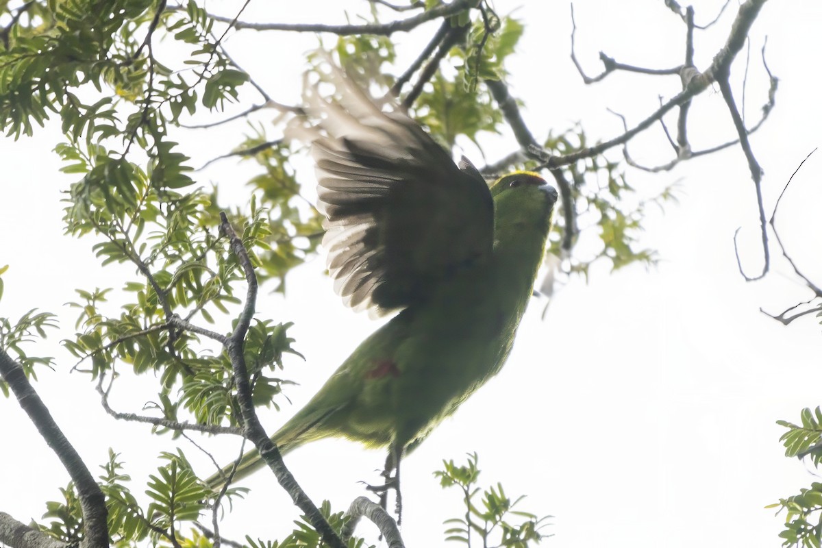 Yellow-crowned Parakeet - Shifaan Thowfeequ