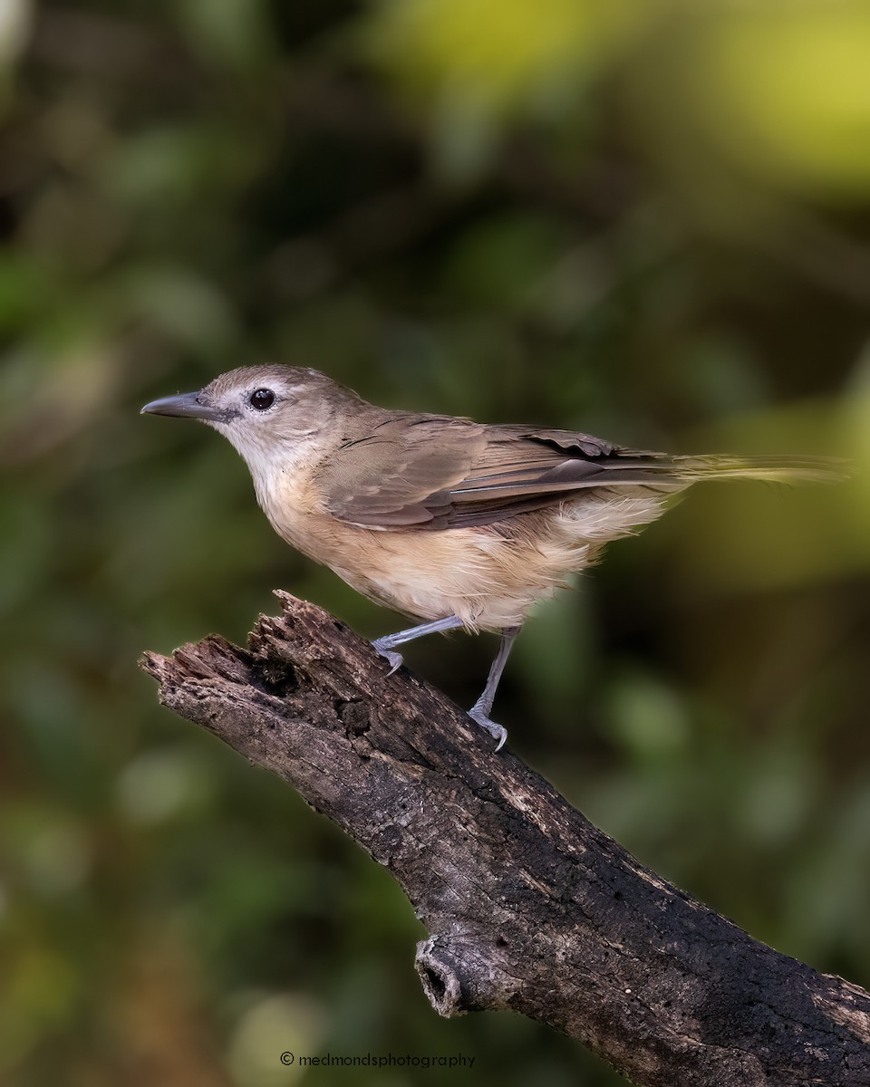 Arafura Shrikethrush - Michelle Edmonds