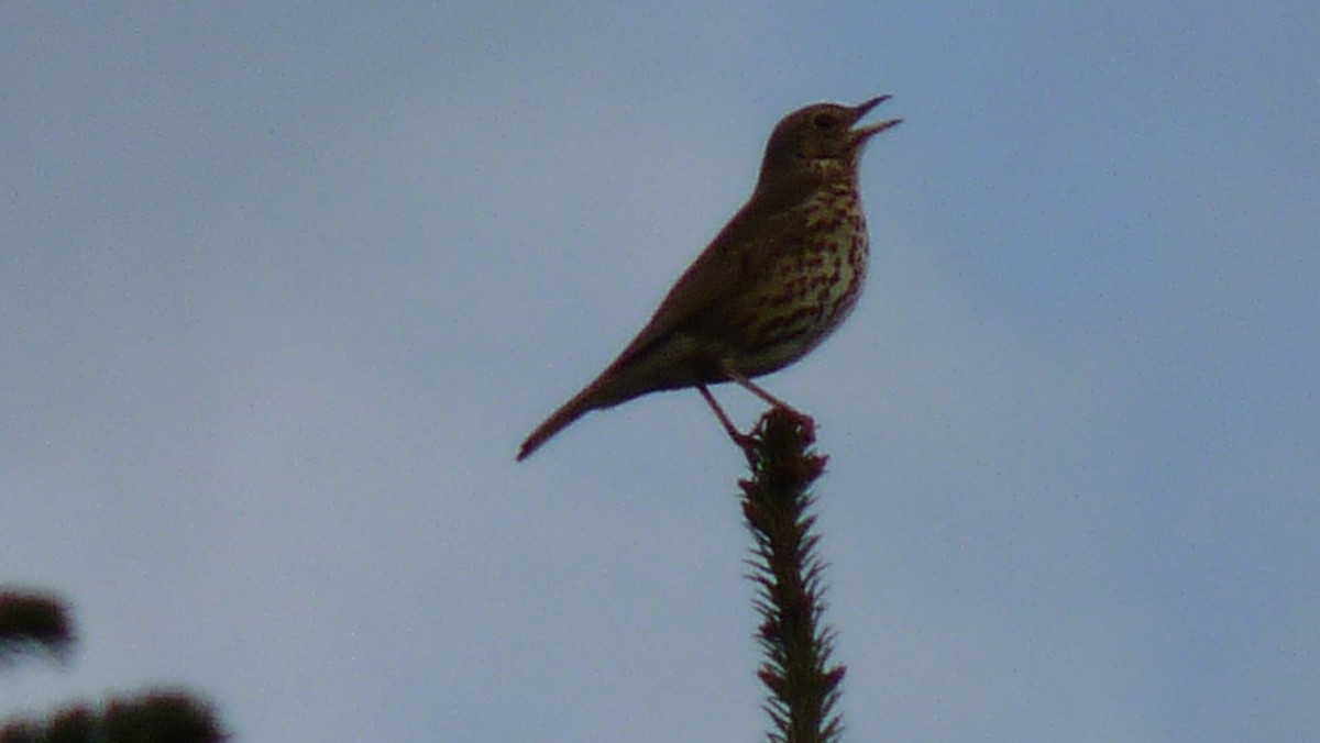 Song Thrush - ML616098128