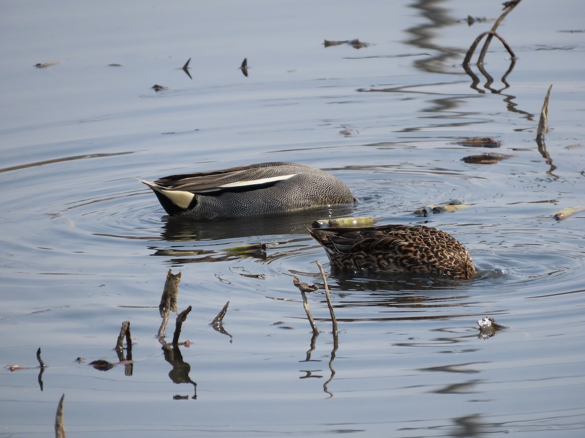 Green-winged Teal (Eurasian) - ML616098135