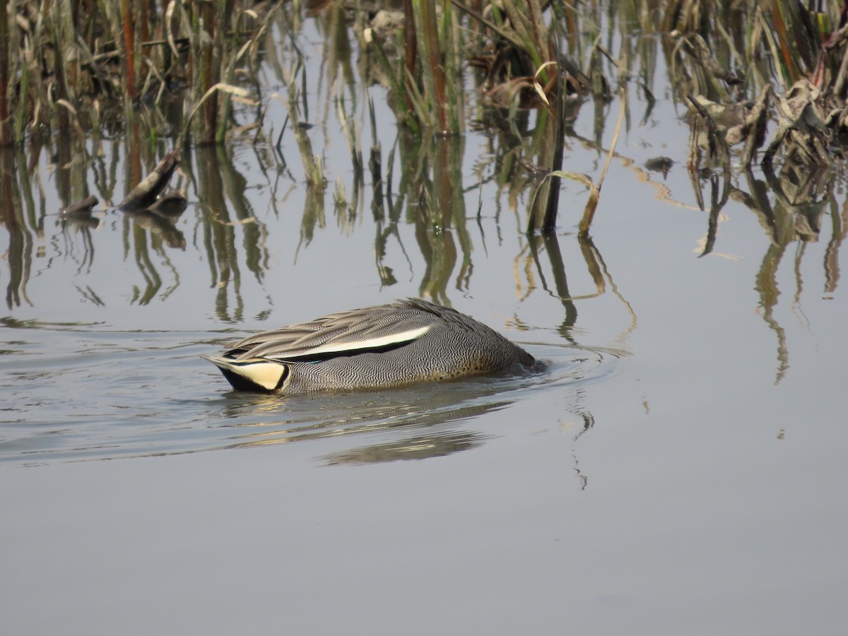 Green-winged Teal (Eurasian) - ML616098136