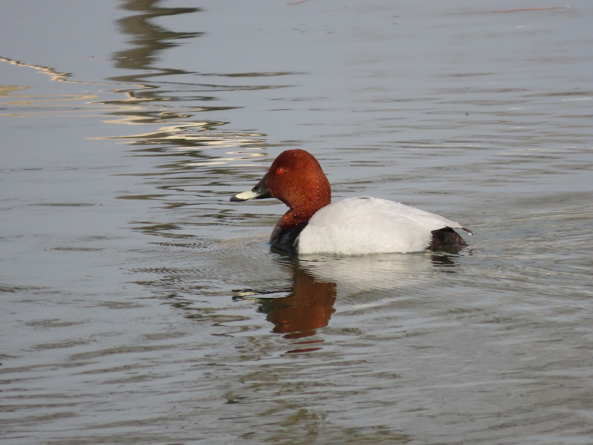 Common Pochard - ML616098141