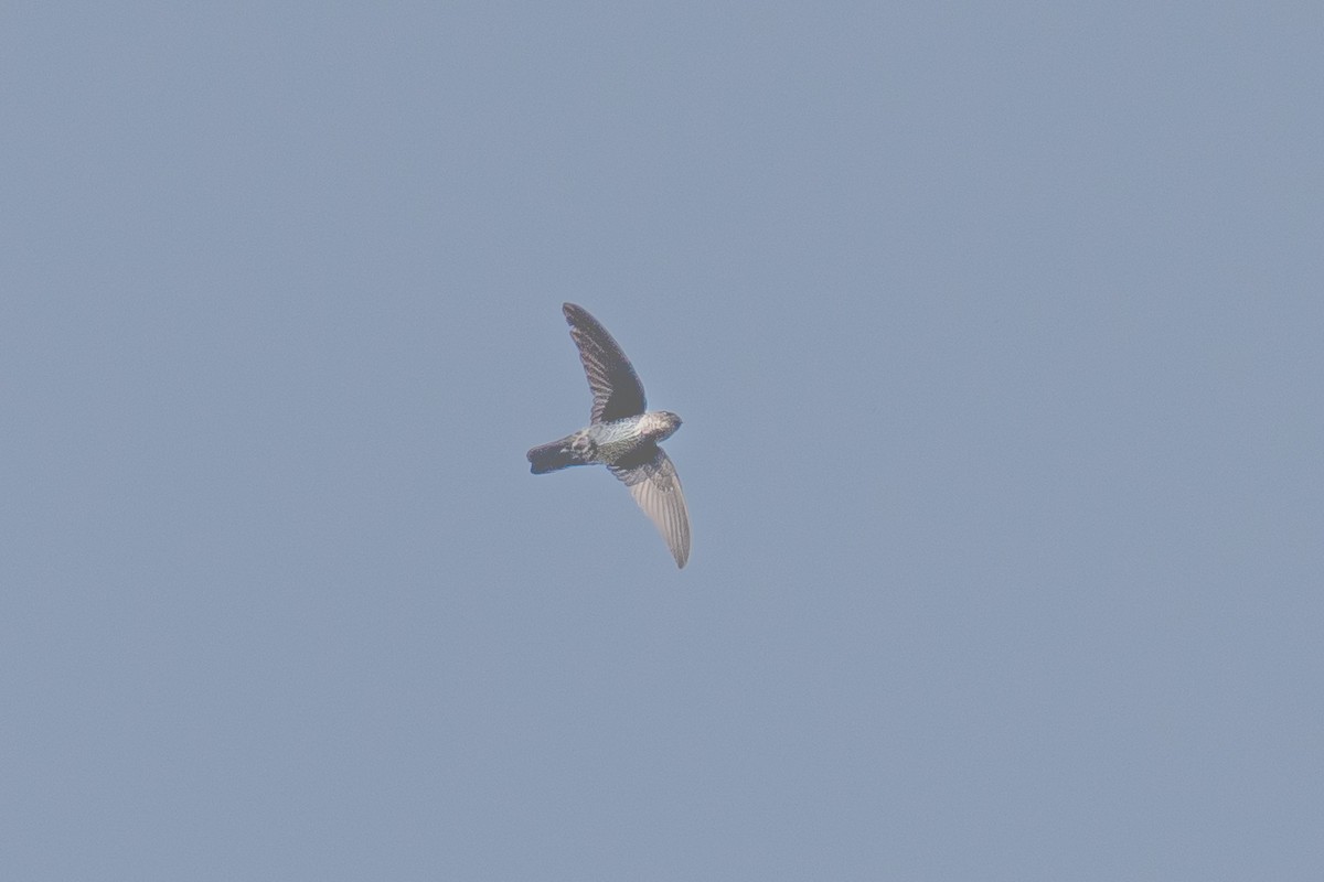 Plume-toed Swiftlet - ML616098223