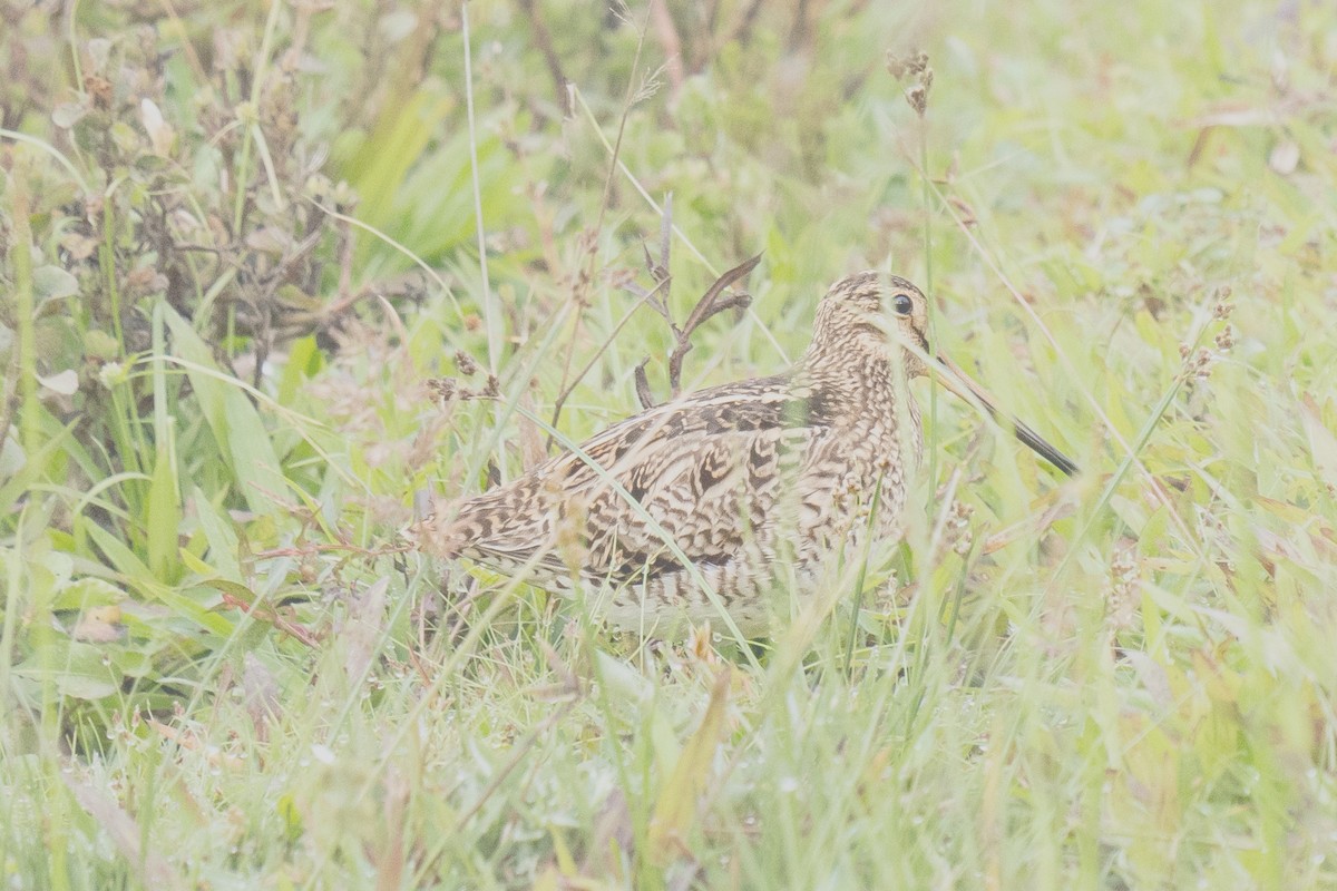 Pin-tailed Snipe - AJAY ARNOLD