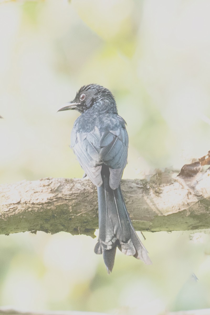 Drongo des Andaman - ML616098282