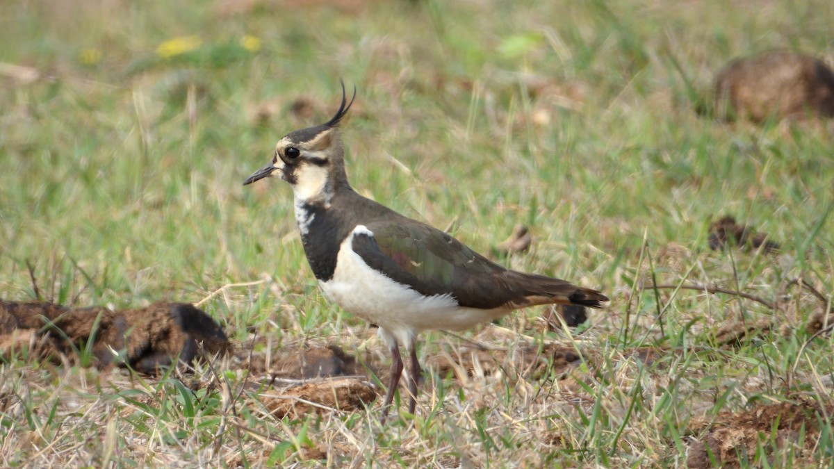 Northern Lapwing - ML616098302