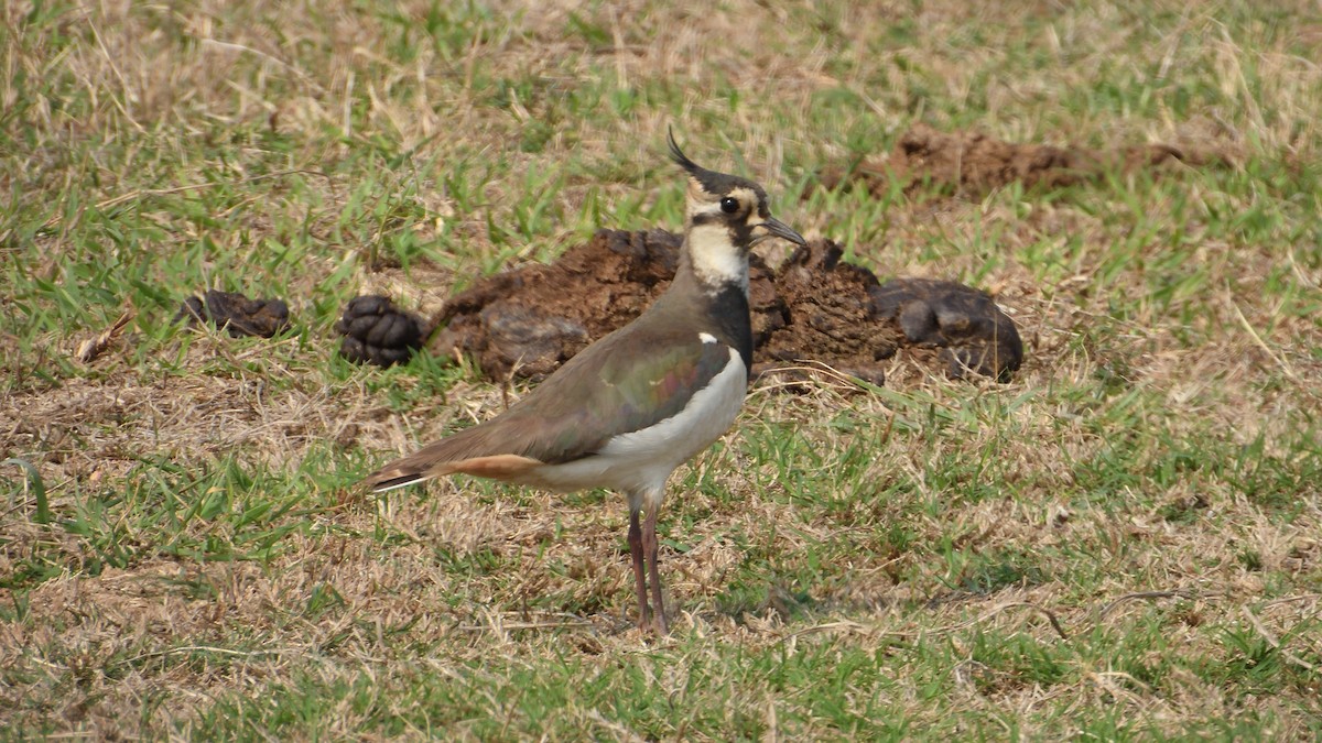 Northern Lapwing - ML616098303