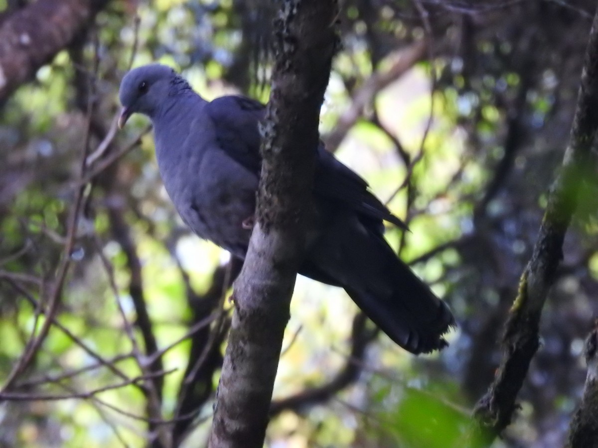 Pigeon d'Elphinstone - ML616098310