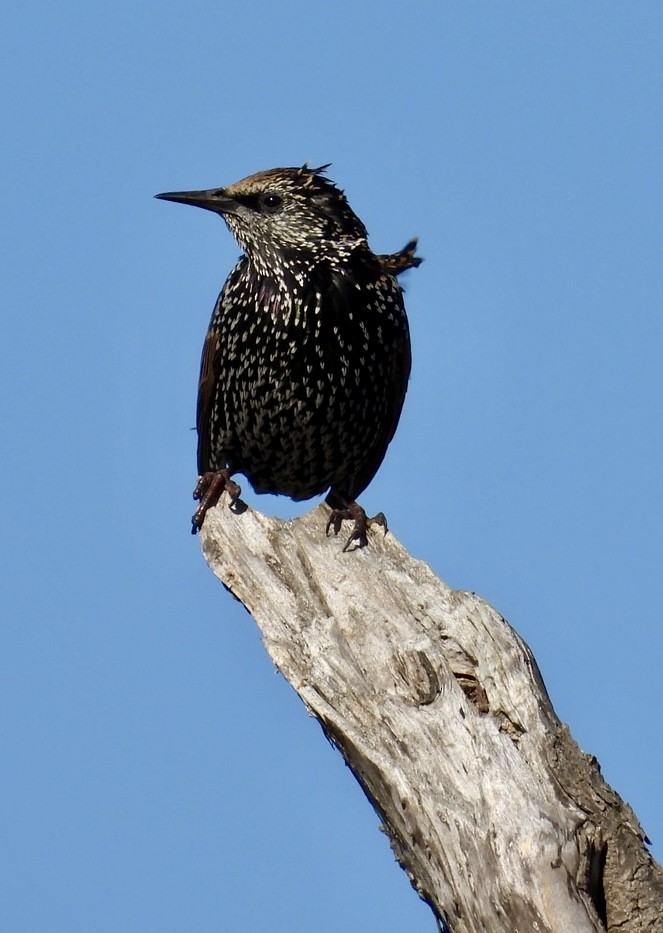 European Starling - ML616098348