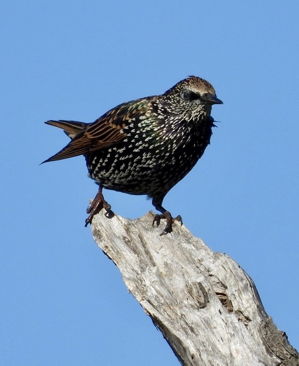 European Starling - ML616098349