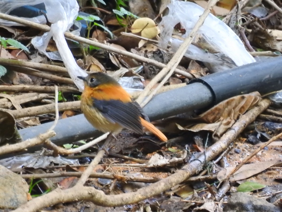Orangeschnäpper - ML616098402