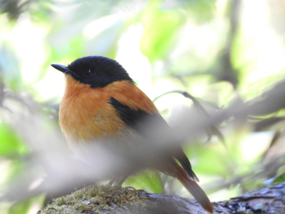 Orangeschnäpper - ML616098405