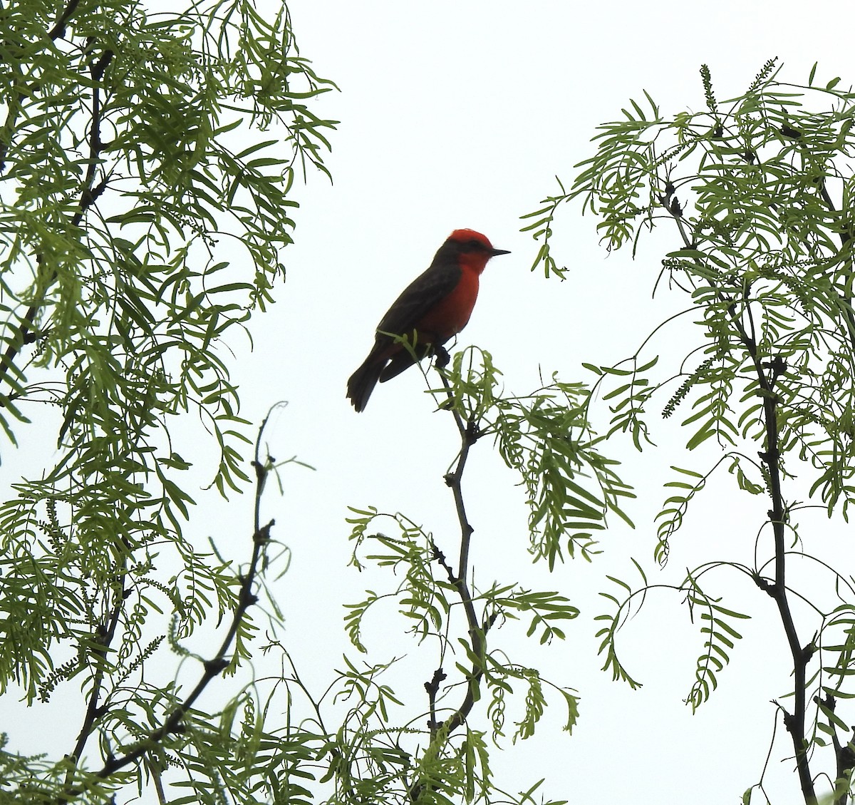 Vermilion Flycatcher - ML616098446