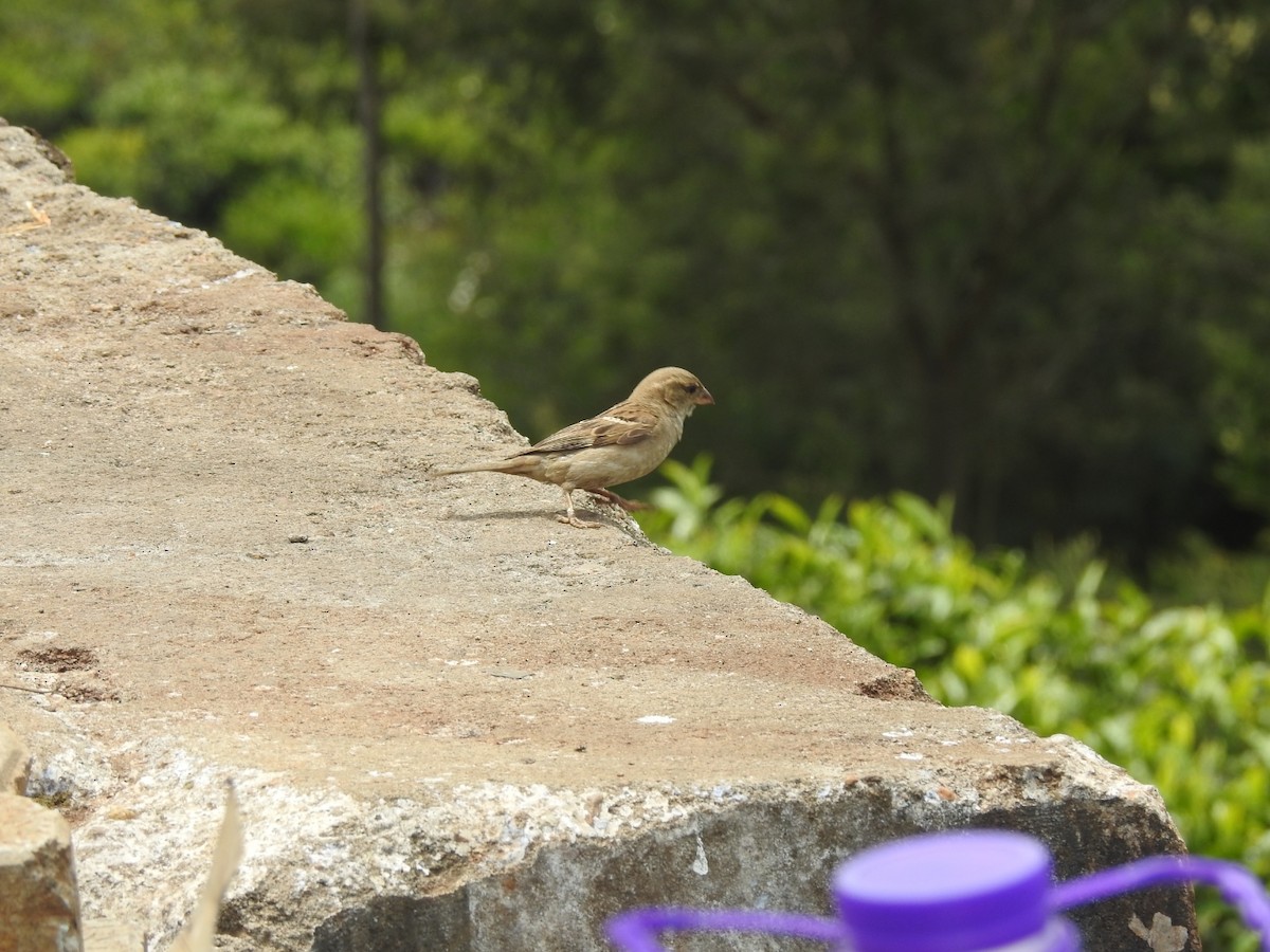 House Sparrow - Mallikarjuna Agrahar