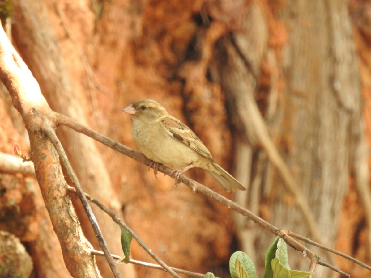 House Sparrow - Mallikarjuna Agrahar