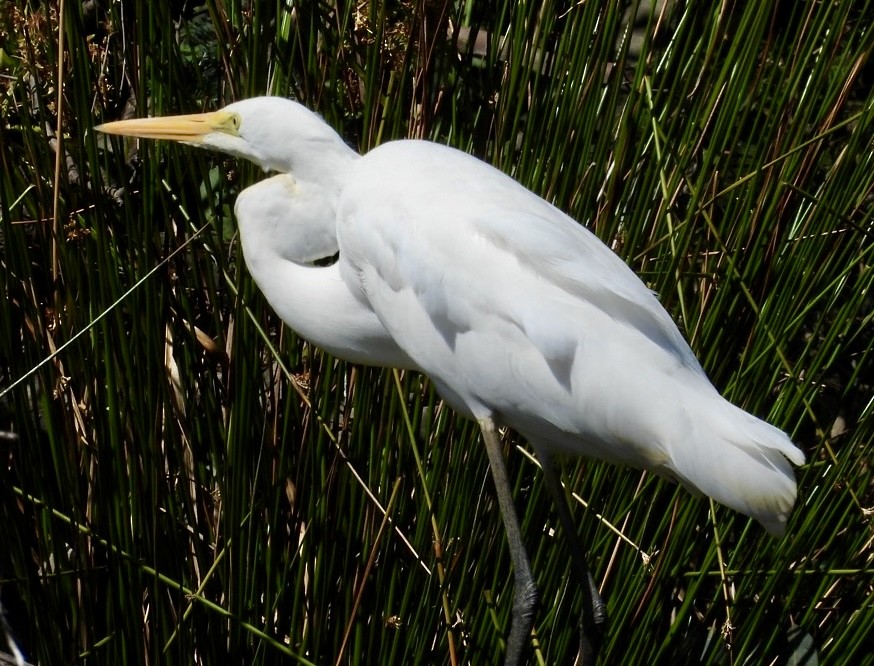 Great Egret - ML616098449