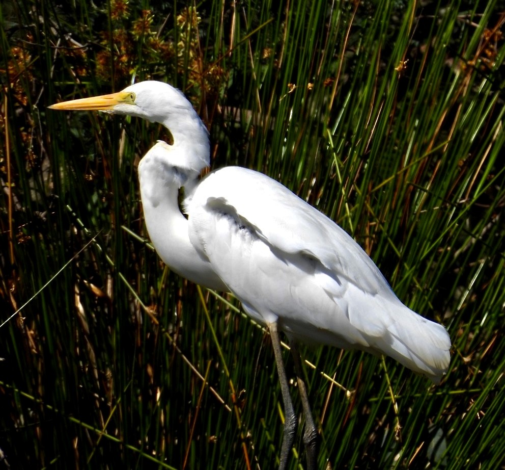 Great Egret - ML616098450