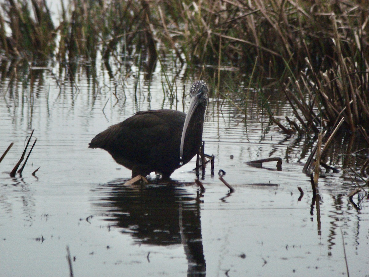 Glossy Ibis - ML616098467