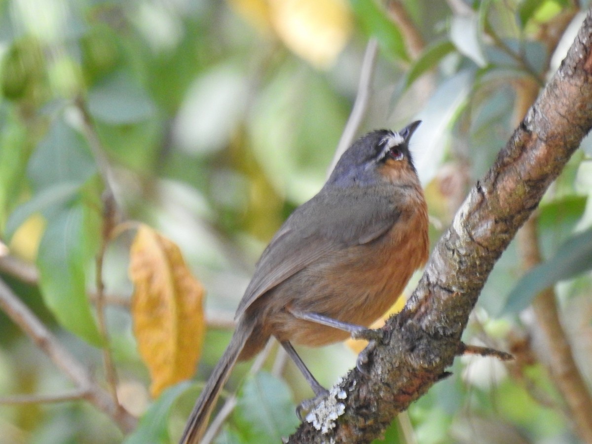 Nilgiri Laughingthrush - ML616098496