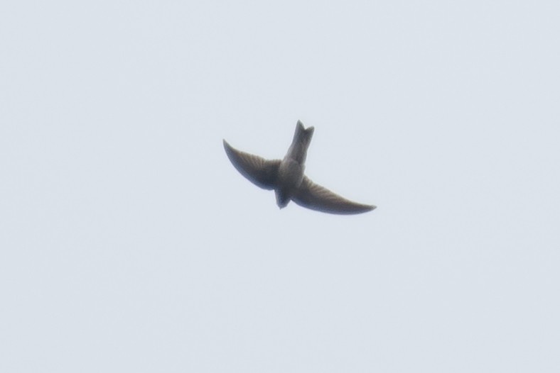 Himalayan Swiftlet - ML616098502