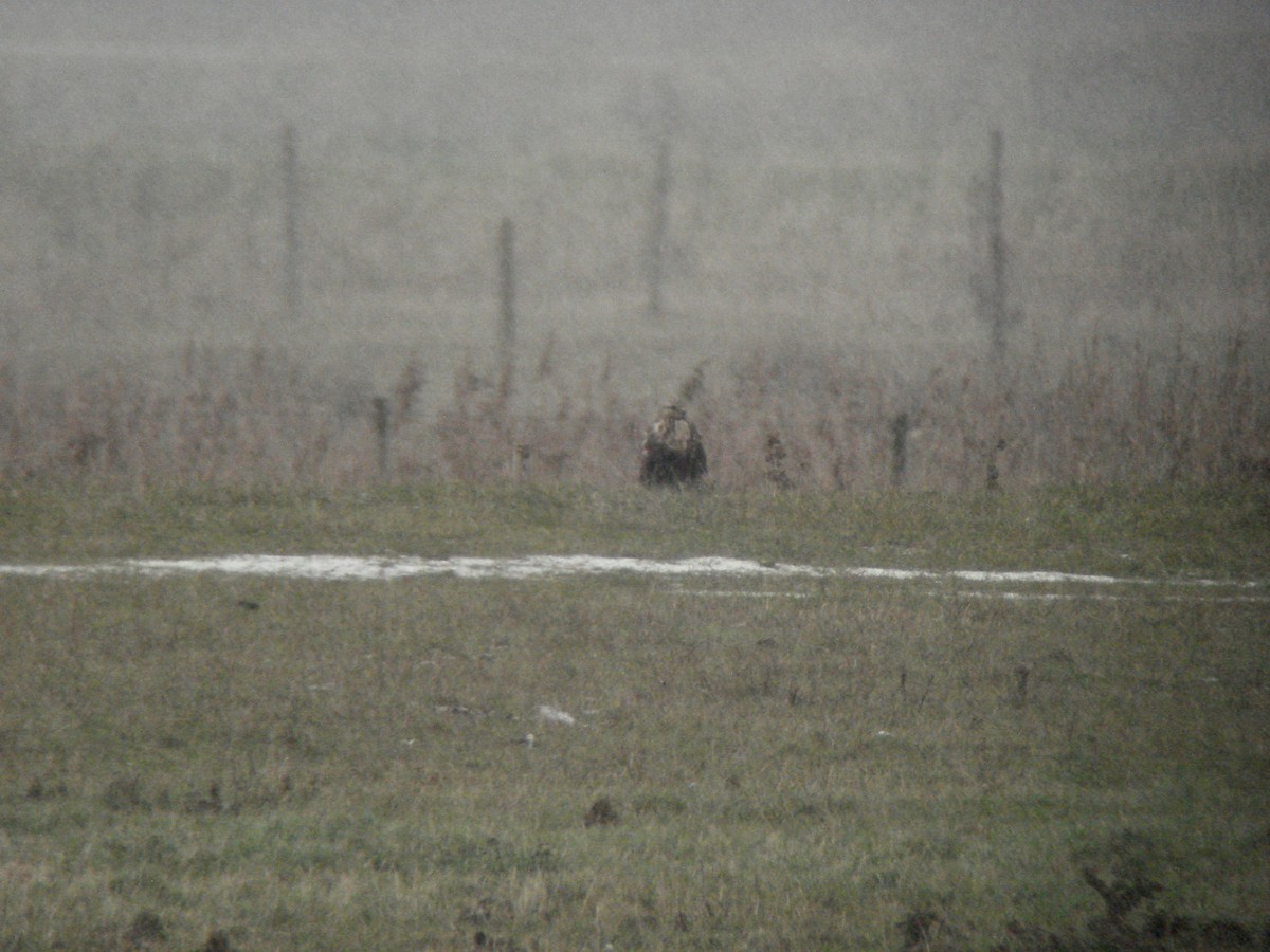 Rough-legged Hawk - ML616098519