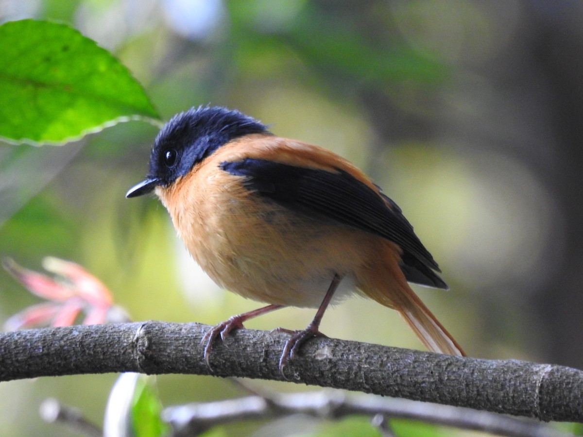 Black-and-orange Flycatcher - ML616098523