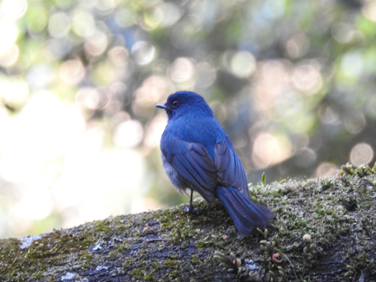 Nilgiri Flycatcher - ML616098526