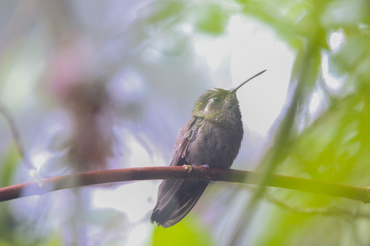 Amethyst-throated Mountain-gem - ML616098571