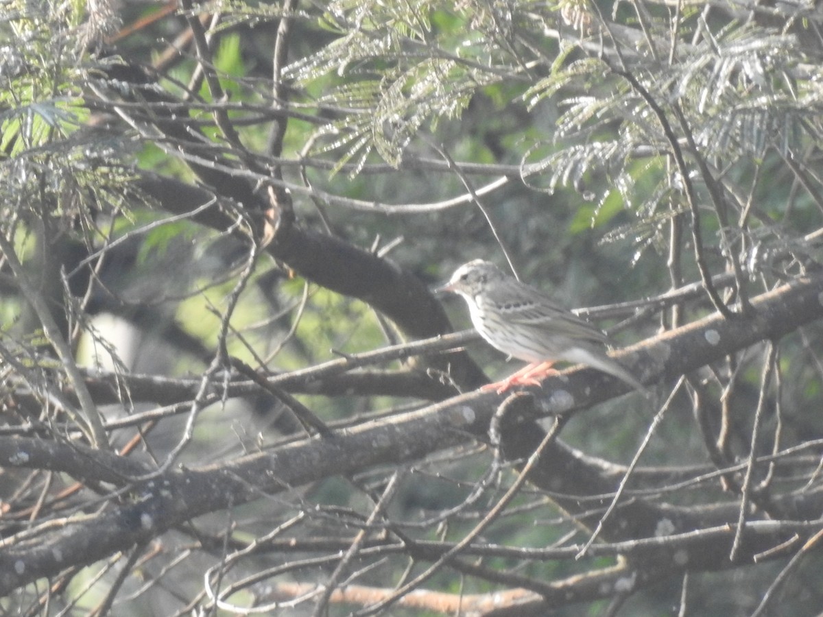 Olive-backed Pipit - ML616098616