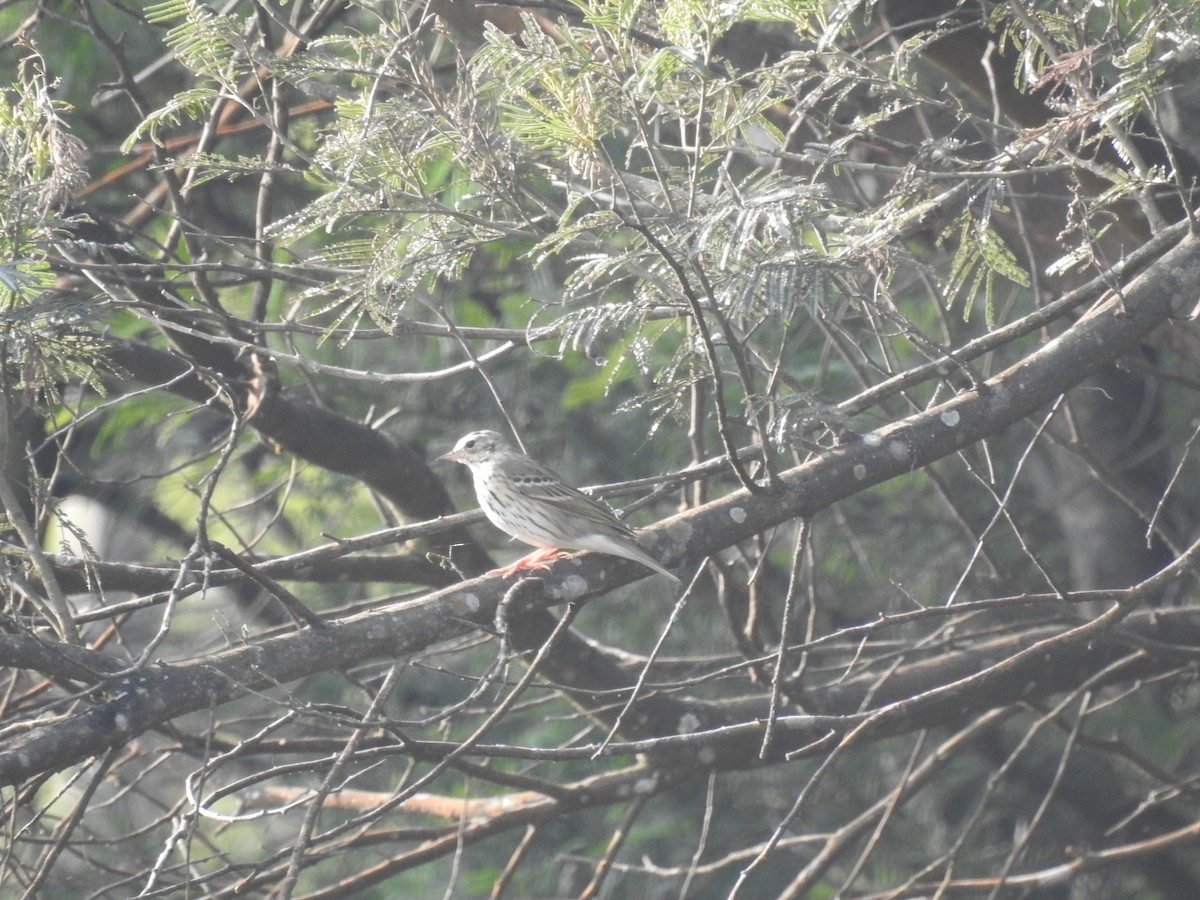 Olive-backed Pipit - ML616098617