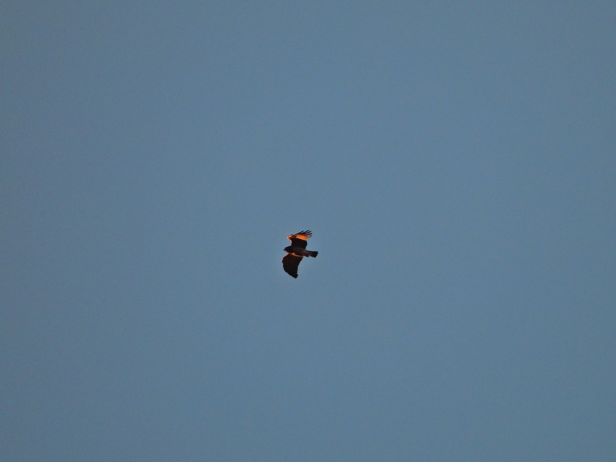 Short-toed Snake-Eagle - ML616098636