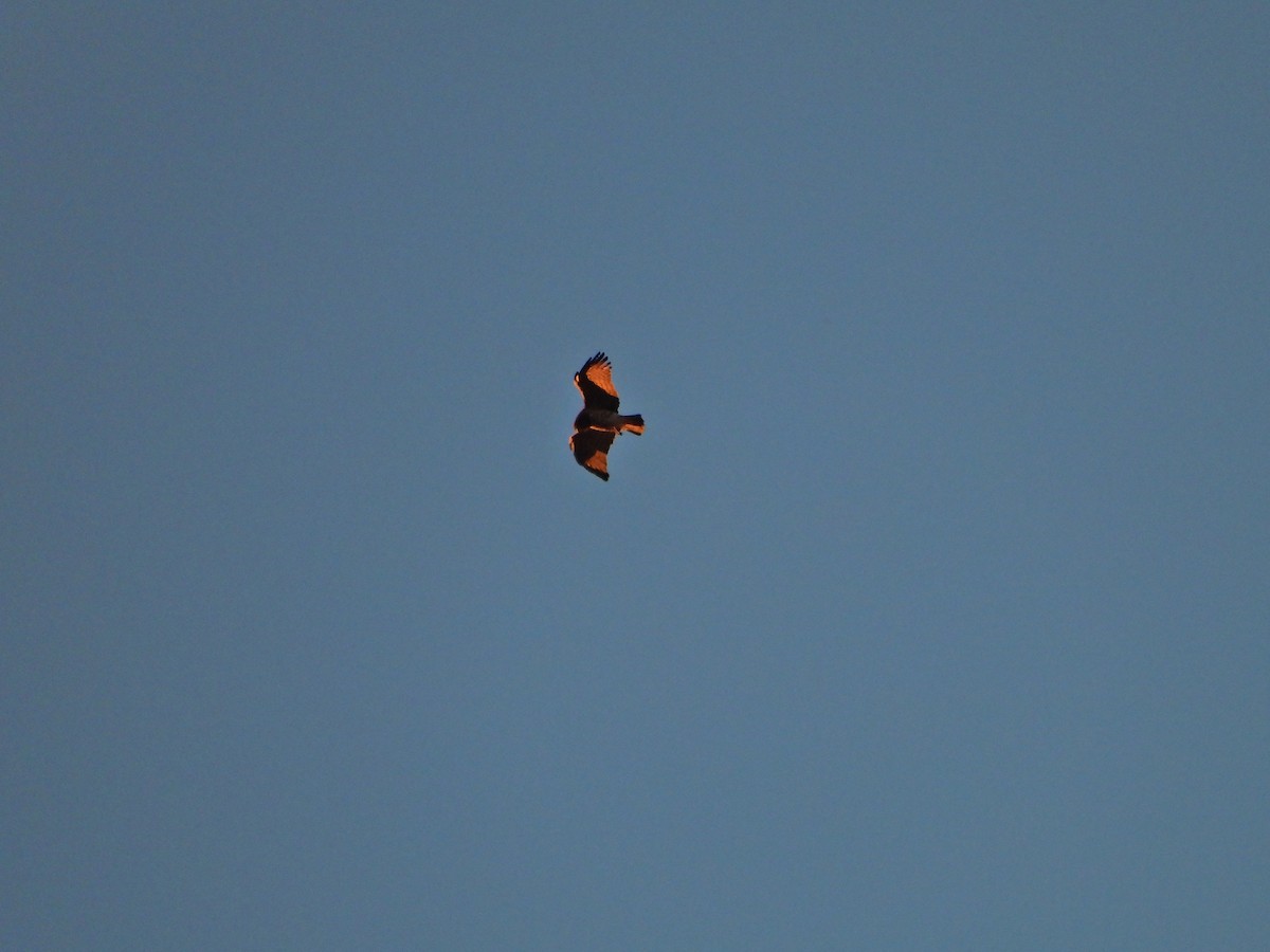 Short-toed Snake-Eagle - Gonzalo Mucientes Sandoval