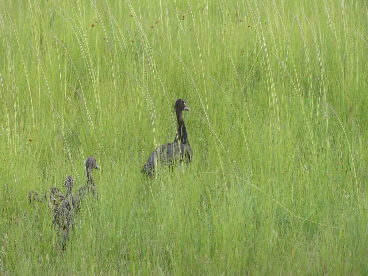 Spur-winged Goose - ML616098702