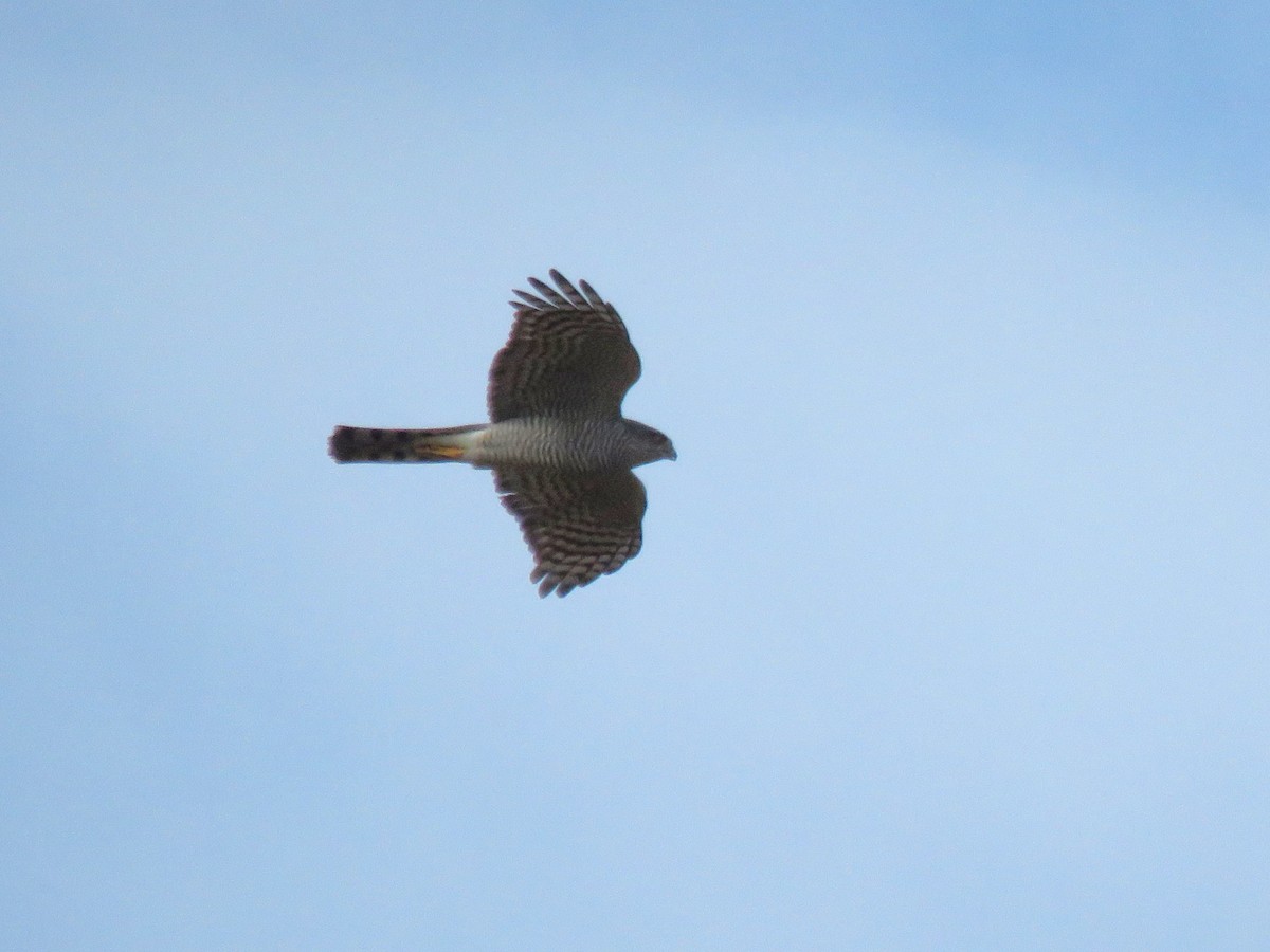 Eurasian Sparrowhawk - ML616098727