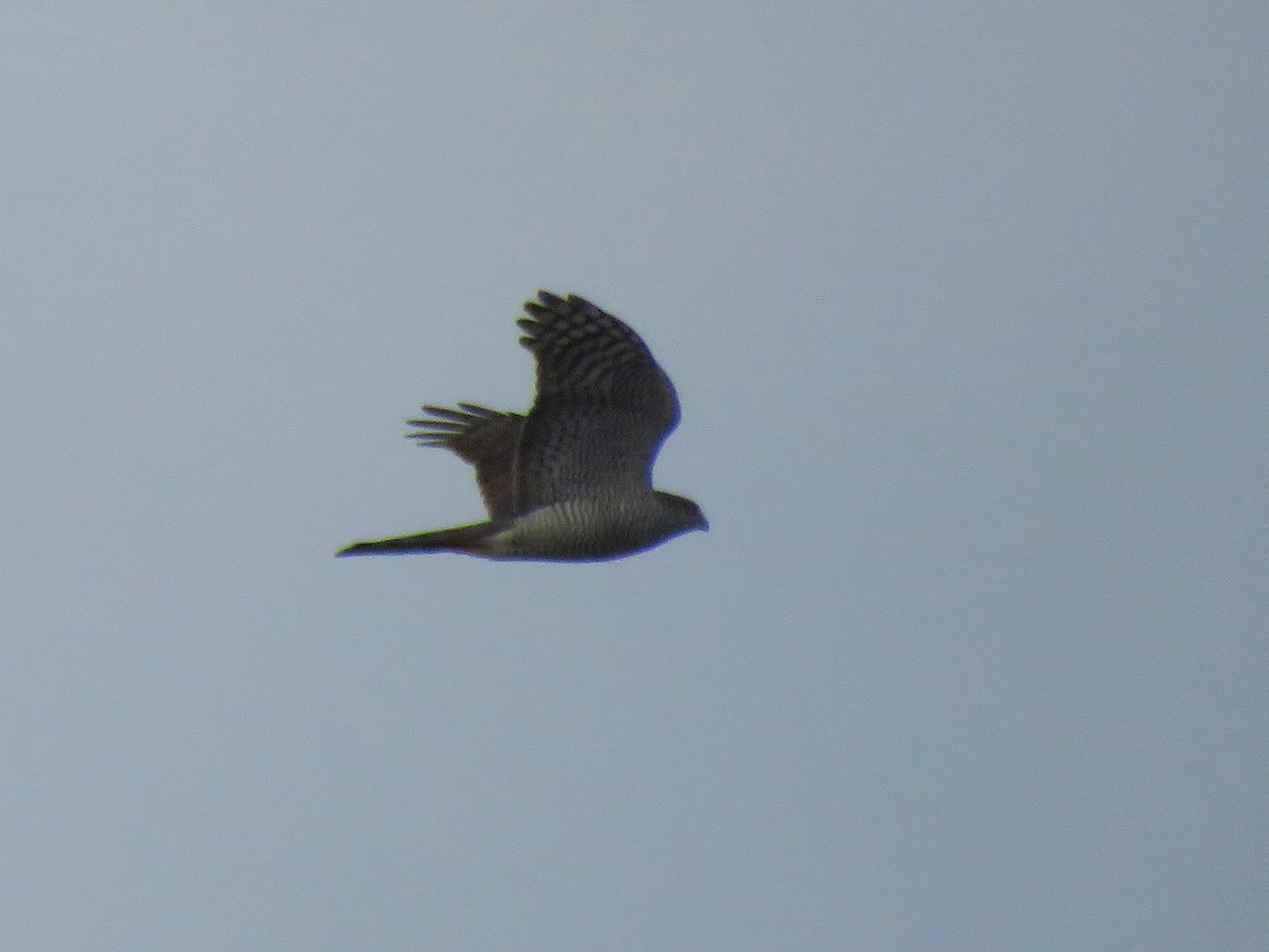 Eurasian Sparrowhawk - ML616098728