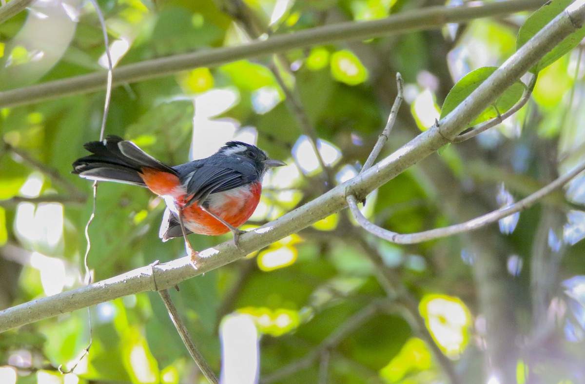 Gray-throated Chat - ML616098750